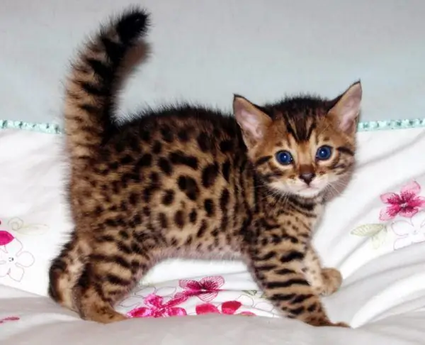 Bengal kitten stands with its tail raised