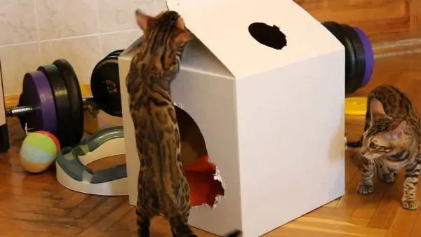 Bengal kittens playing with a box