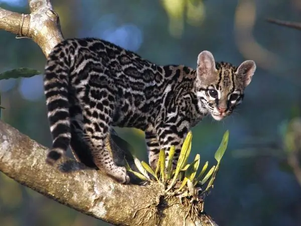 Divlji bengalski leopard