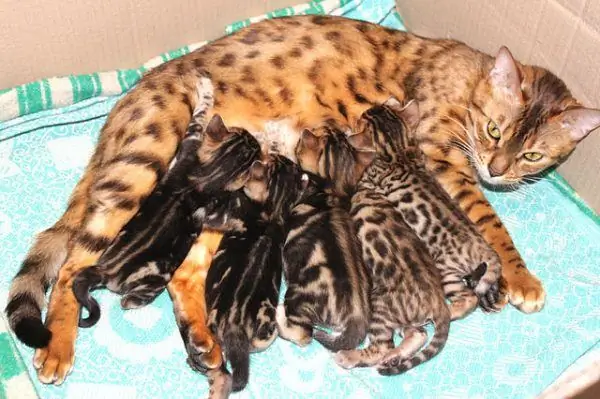 Bengal cat feeds a litter of kittens