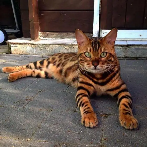 Bengal Katze liegt mit ausgestreckten Vorderbeinen