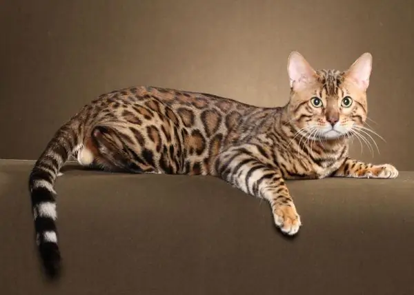 Bengal cat lies with its paw dangling