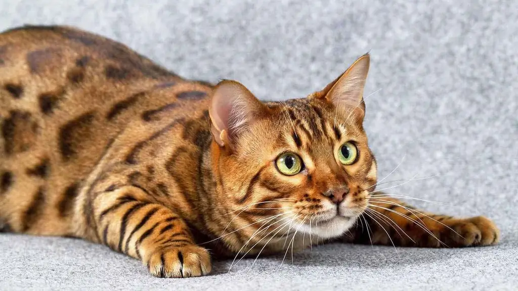 Bengal Cat: περιγραφή της φυλής, του χαρακτήρα και των συνηθειών, φωτογραφίες, πώς να επιλέξετε ένα γατάκι, κριτικές των ιδιοκτητών ενός σπιτιού Βεγγάλη