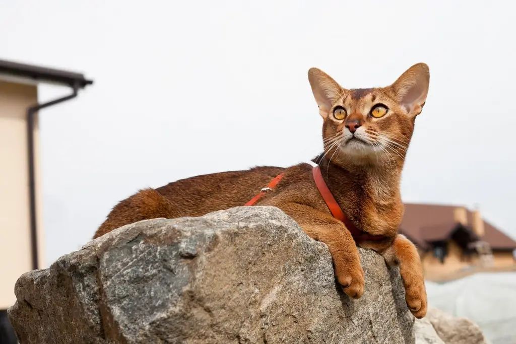 Gatto Abissino: Origine Della Razza, Standard Di Aspetto, Tratti Caratteriali, Regole Di Cura E Alimentazione, Selezione Dei Gattini, Foto