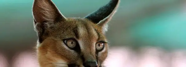 caracal a casa