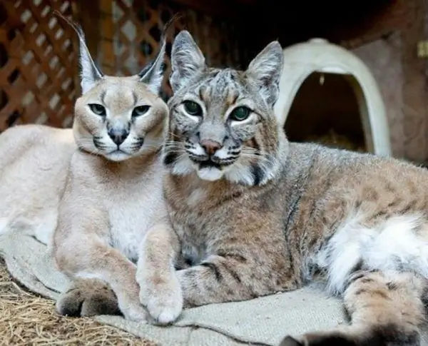 Caracal et lynx