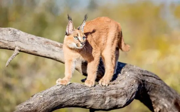 Caracal qëndron në një degë peme