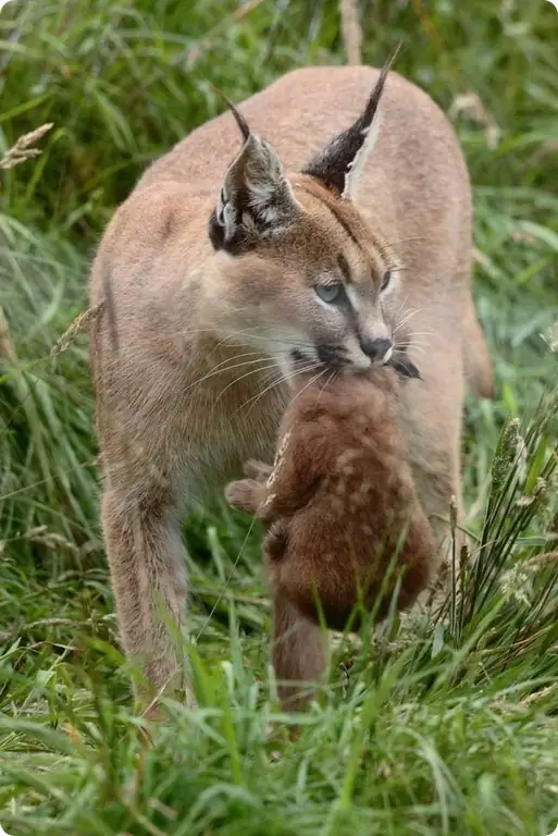 Caracal dişi yavrusu ile