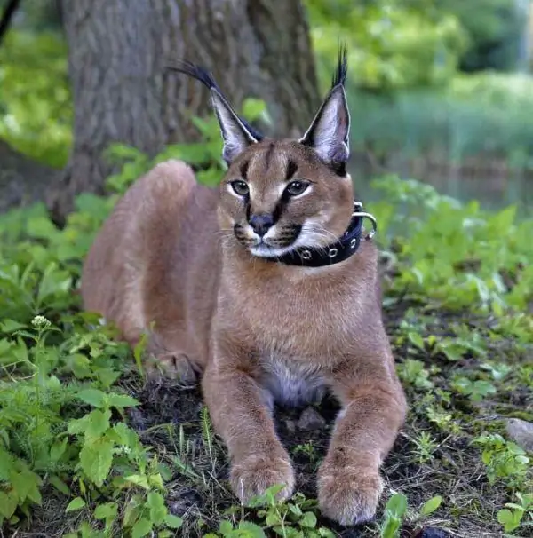 Un caracal en un collar es troba sota un arbre