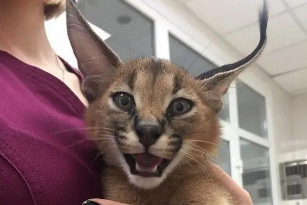 karakal u naručju veterinara