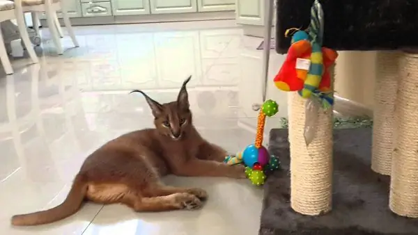 Caracal est entouré de jouets