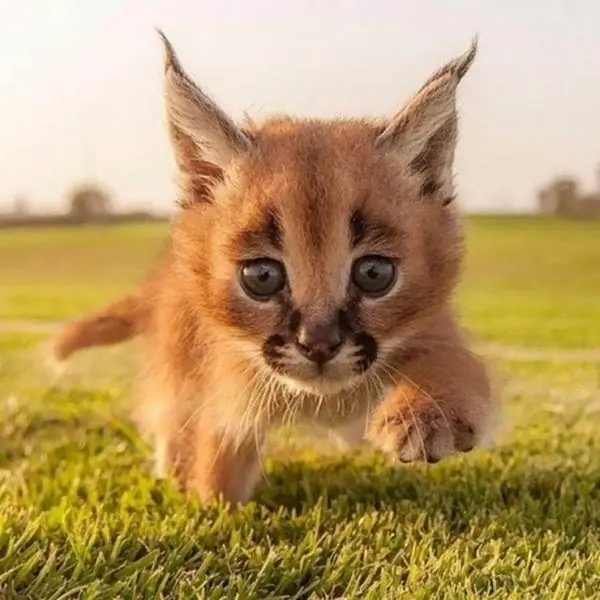 Caracal yavru kedi çimlerde yürüyor