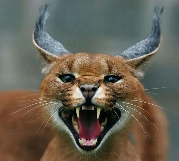 Caracal tıslıyor, dişleri ortaya çıktı