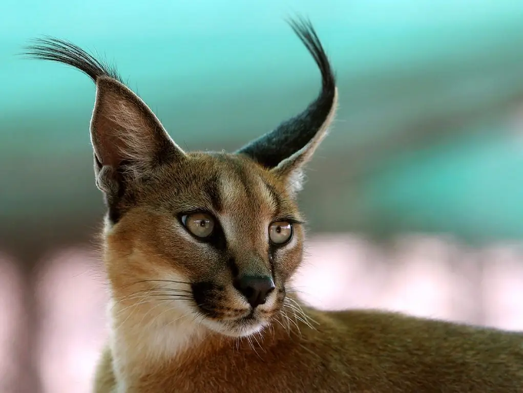 Caracal Desert Lynx: Beskrivning Och Foto Av Rasen, Underhåll Och Vård Hemma, Var Man Kan Köpa En Stäppkatt