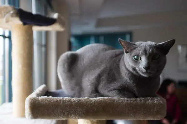 Gatto blu russo su un divano