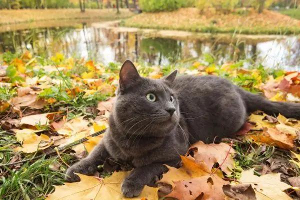 Russische blauwe kat in de natuur