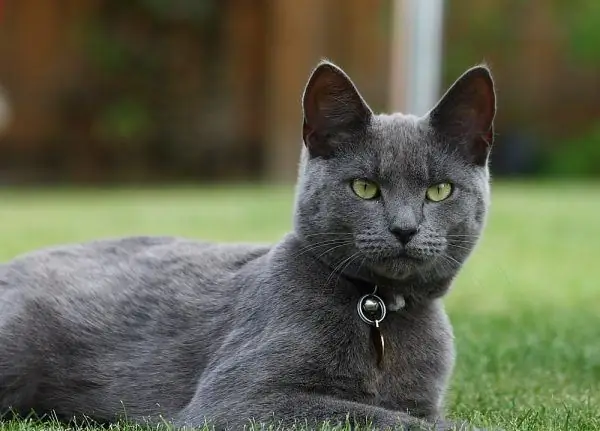 Mannelijke Russische blauwe kat in de natuur