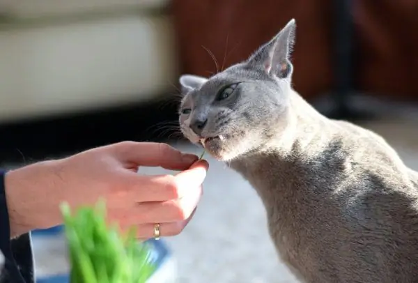 Kucing biru Rusia makan rumput