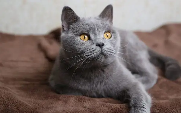 Russisch blauw Brits type cat