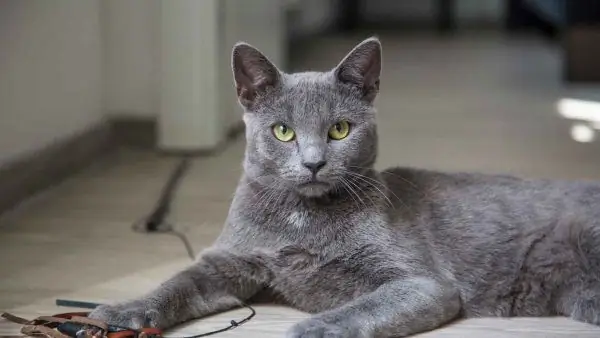 Russische blaue Katze auf dem Boden