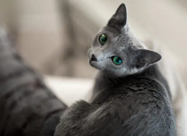 Russische blaue Katze des amerikanischen Typs