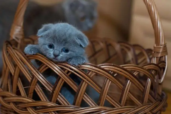 Russisch blauw katje in een mand