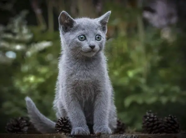 Russisches blaues Kätzchen in der Natur