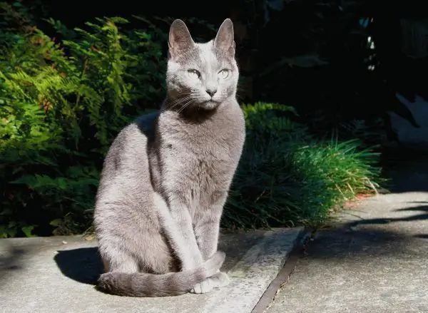 Russische blauwe kat