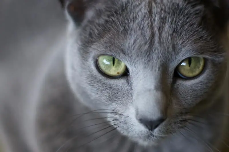 Kucing Biru Rusia: Deskripsi Ras, Foto, Fitur Perawatan Dan Pemeliharaan, Kucing Berkembang Biak, Memilih Anak Kucing, Ulasan Pemilik