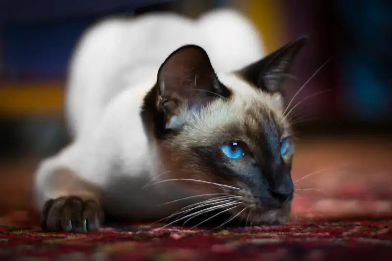 Siamese Kat: Beskrywing Van Die Ras, Karakter En Gewoontes, Resensies Van Eienaars, Foto's, Katjie-keuse, Verskil Van Thaise Katte