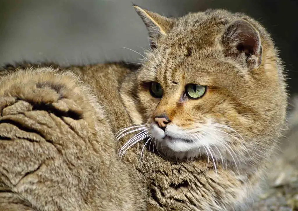 Jungle (bog) Kat: Beskrywing Van Die Voorkoms, Karakter, Lewenstyl, Foto Van Die Kat