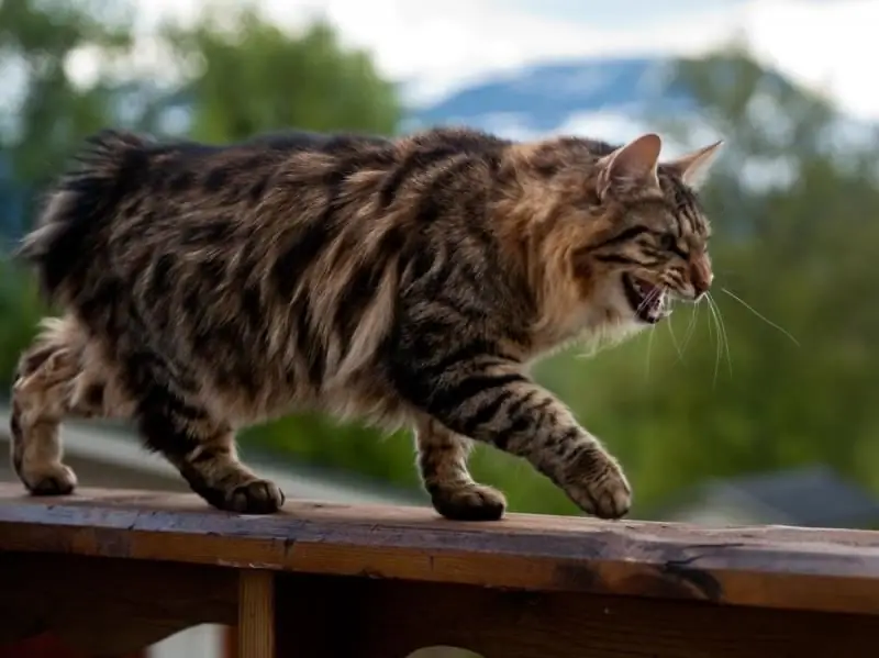 Kurilian Bobtail: Foto, Beschrijving Van Het Ras, Karakter En Gedrag Van De Kat, Beoordelingen Van De Eigenaren Van De Kat, De Keuze Van Een Kitten