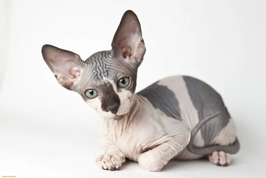 Sphynx: Paglalarawan Ng Lahi Ng Mga Pusa, Uri, Ugali Ng Character, Larawan, Damit Para Sa Pusa, Pagpili Ng Isang Kuting