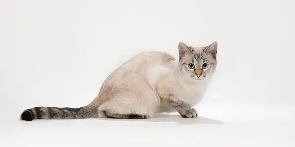 Thai cat cream tabby