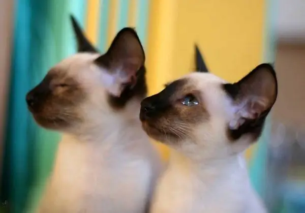 Thaise kittens