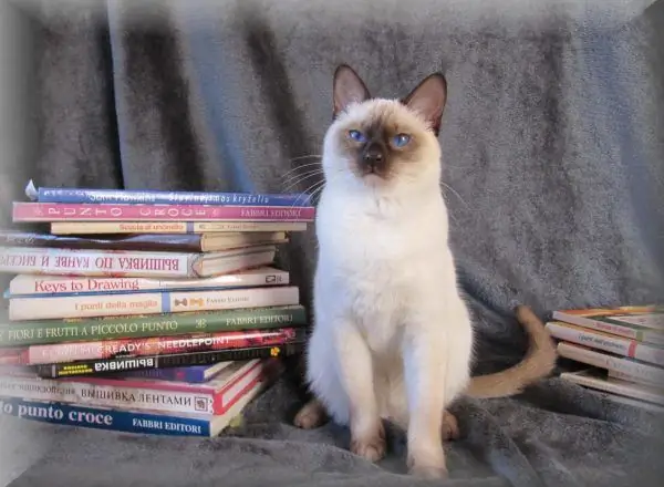 Thailändische Katze und Bücher