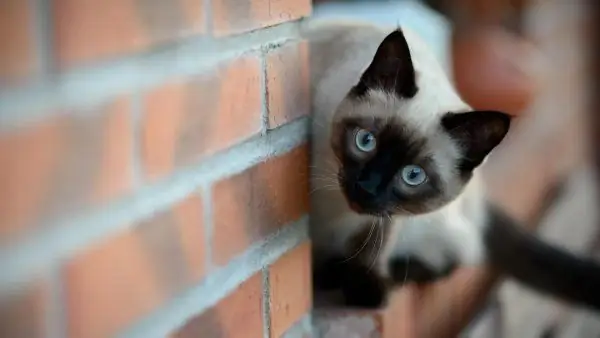 Thai cat on the windowsill