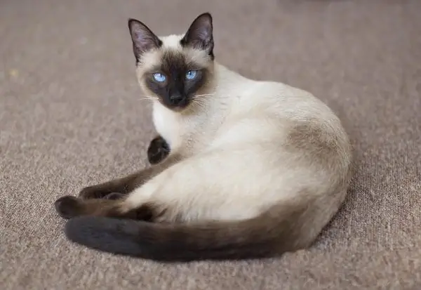 Gato tailandés en alfombra