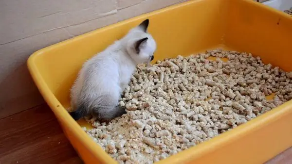 Thai cat kitten in the tray