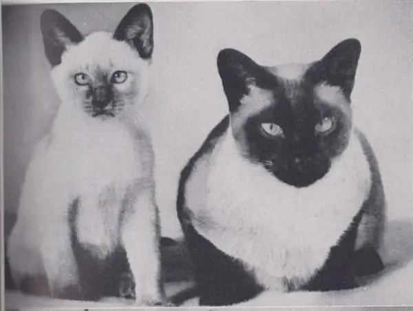 Old photo of Thai cats