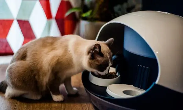 Thai cat eating