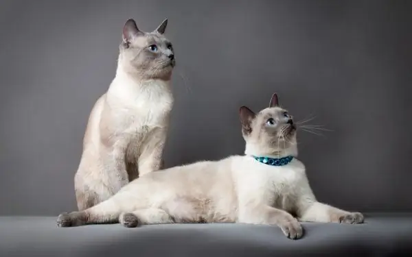 Thailändische Katze und Katze