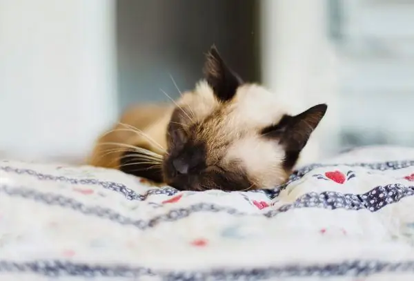 Gato tailandés está durmiendo