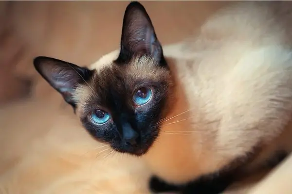 Thailändische Katze mit blauen Augen