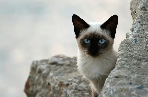 Thailändische Katze