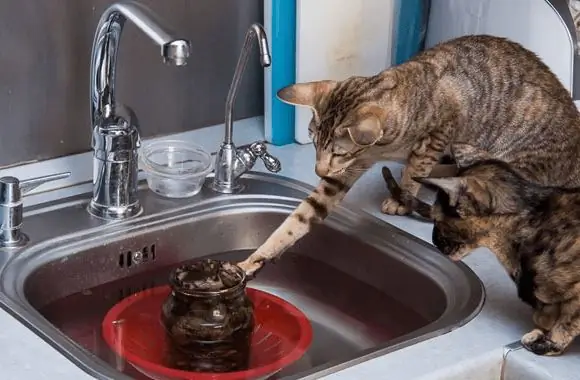 Les chats sont assis sur l'évier