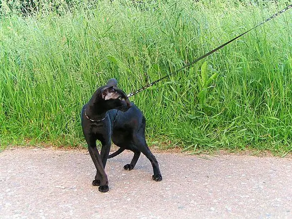 Oryantal kedi tasma üzerinde