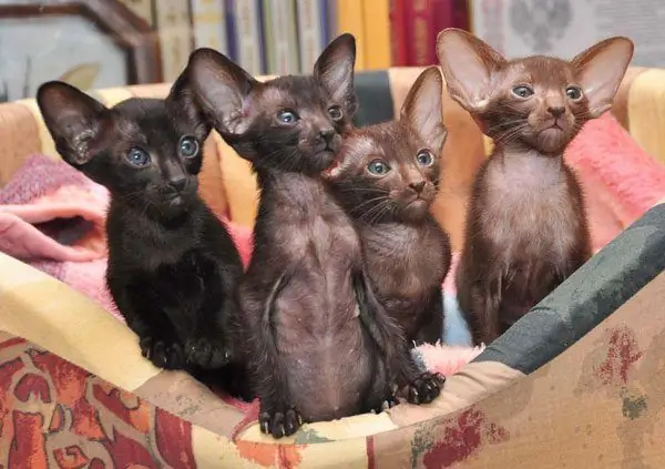 Oriental kittens