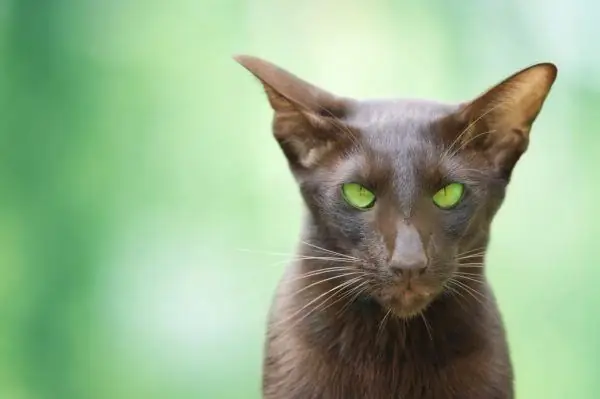 Oriental dengan latar belakang hijau