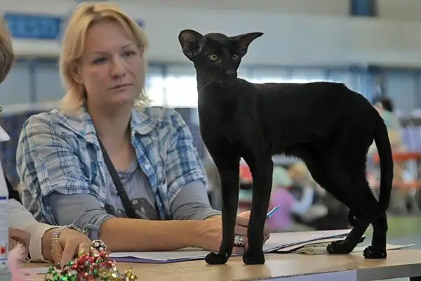 Black oriental on the table during examination